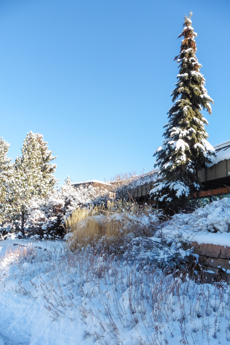 Weeping White Spruce